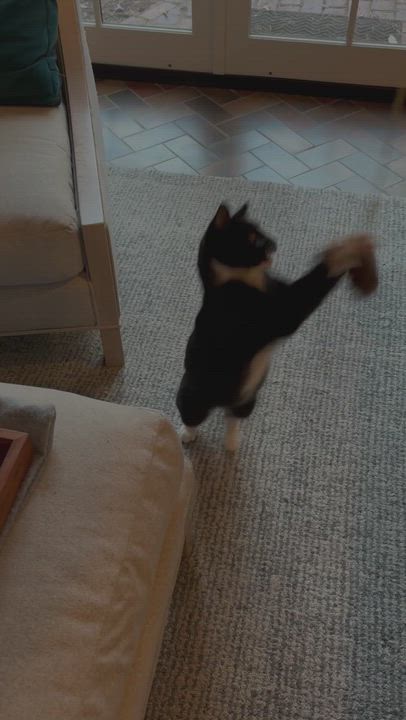 Enlarge Elvis, a ADOPTABLE American Shorthair in Hot Springs, AR video 6/6