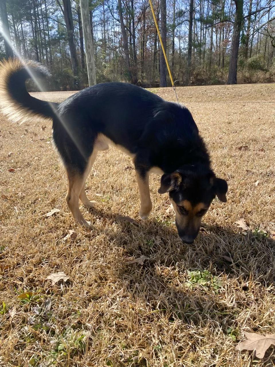 Enlarge Maxwell, a Adoptable mixed breed in Jackson, MS image 6/6