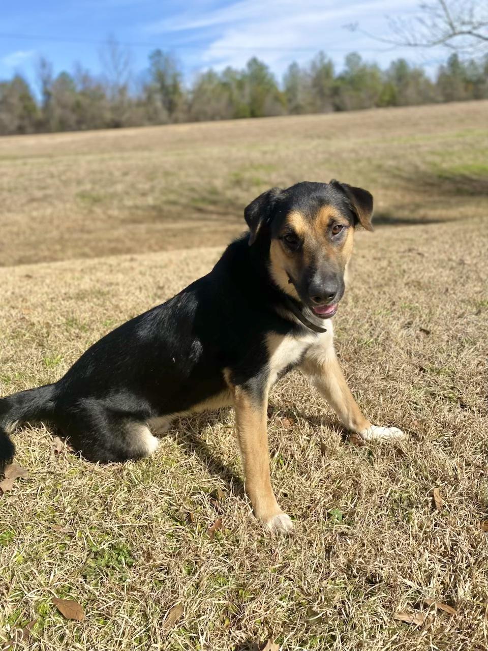 Enlarge Maxwell, a Adoptable mixed breed in Jackson, MS image 3/6