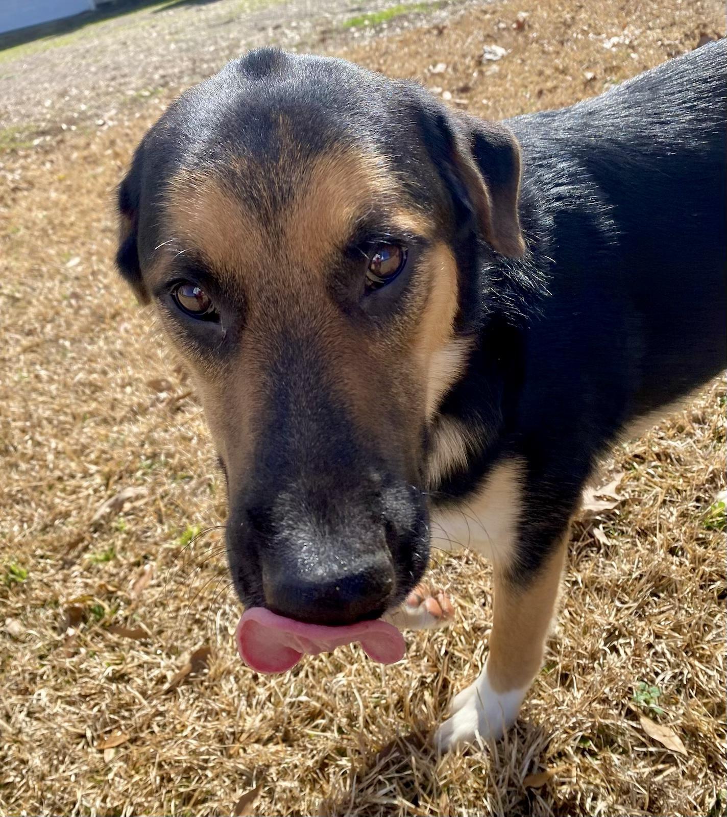 Enlarge Maxwell, a Adoptable mixed breed in Jackson, MS image 1/6