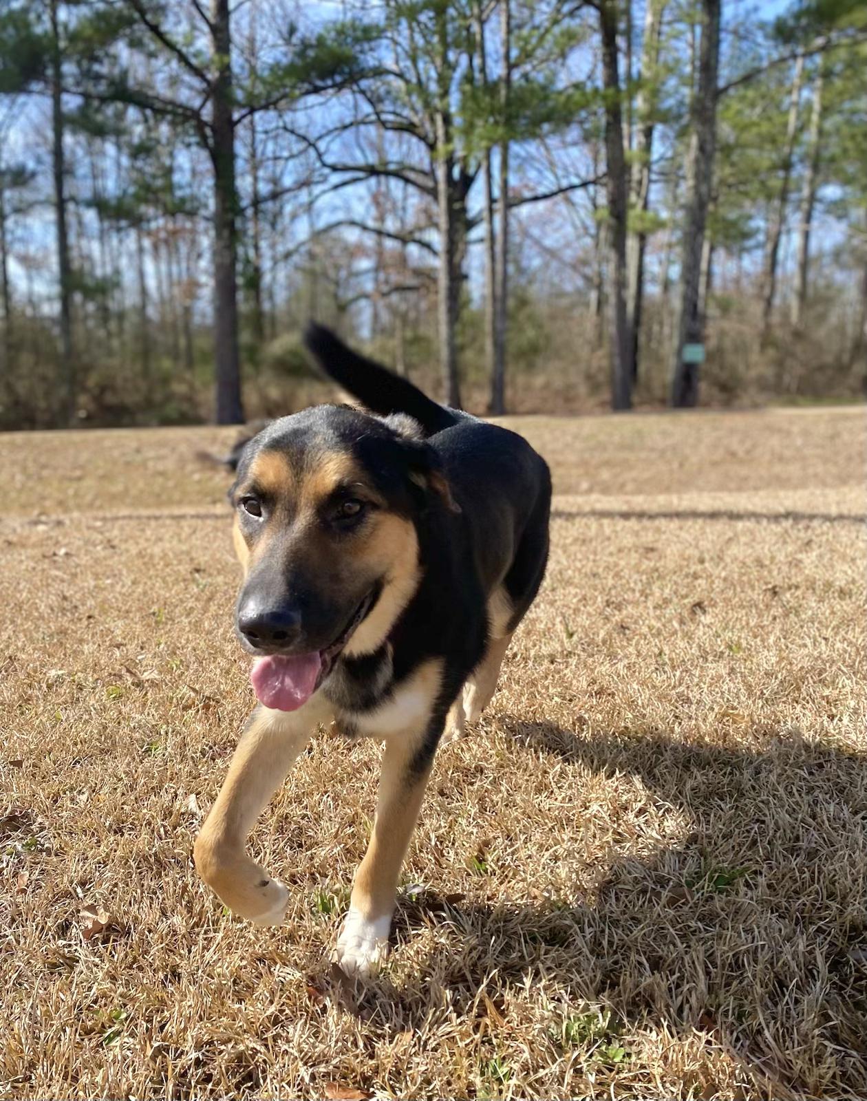 Enlarge Maxwell, a Adoptable mixed breed in Jackson, MS image 2/6
