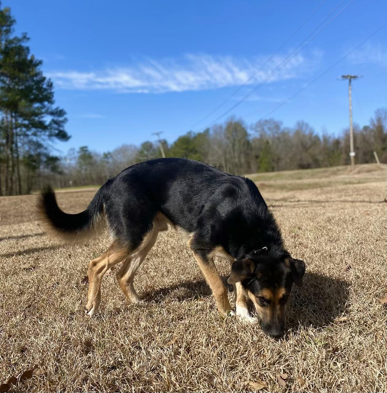 Enlarge Maxwell, a Adoptable mixed breed in Jackson, MS image 4/6