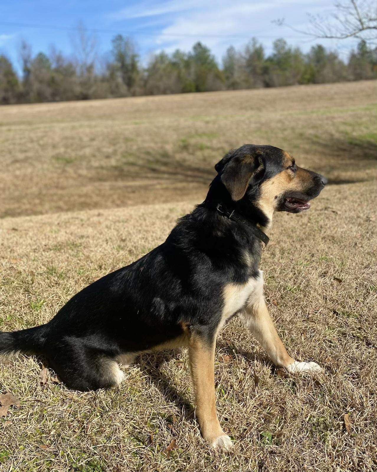 Enlarge Maxwell, a Adoptable mixed breed in Jackson, MS image 5/6