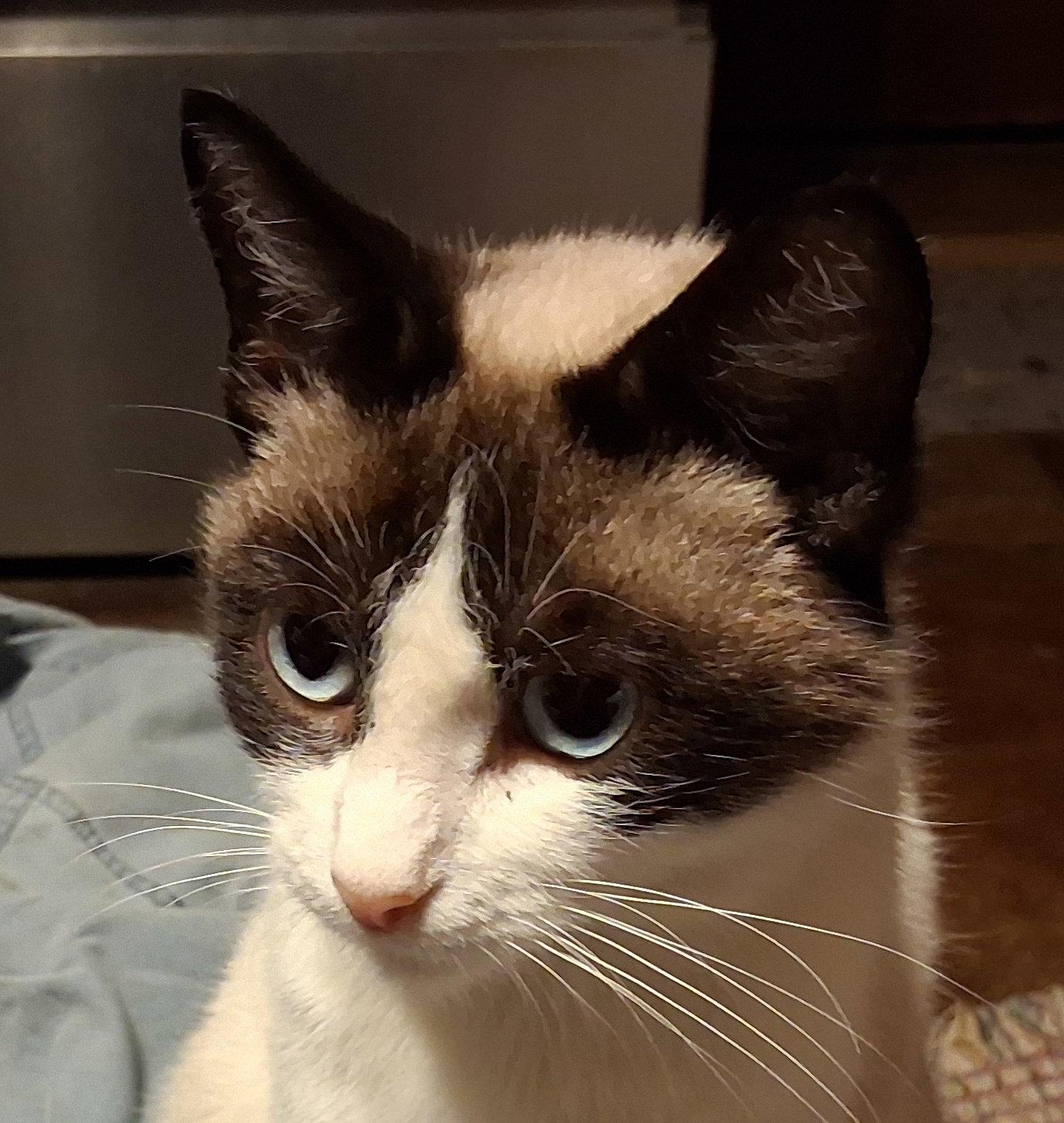 Talluliah, Adoptable, Young Female Siamese.