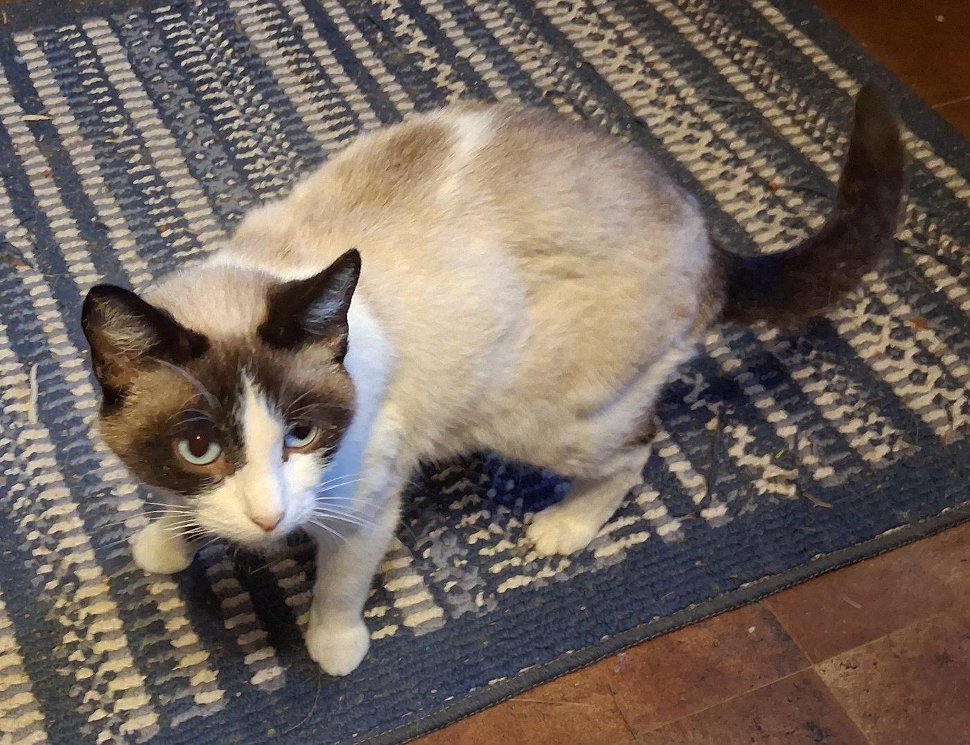 Enlarge Talluliah, a Adoptable Siamese in Mcconnelsville, OH image 2/3