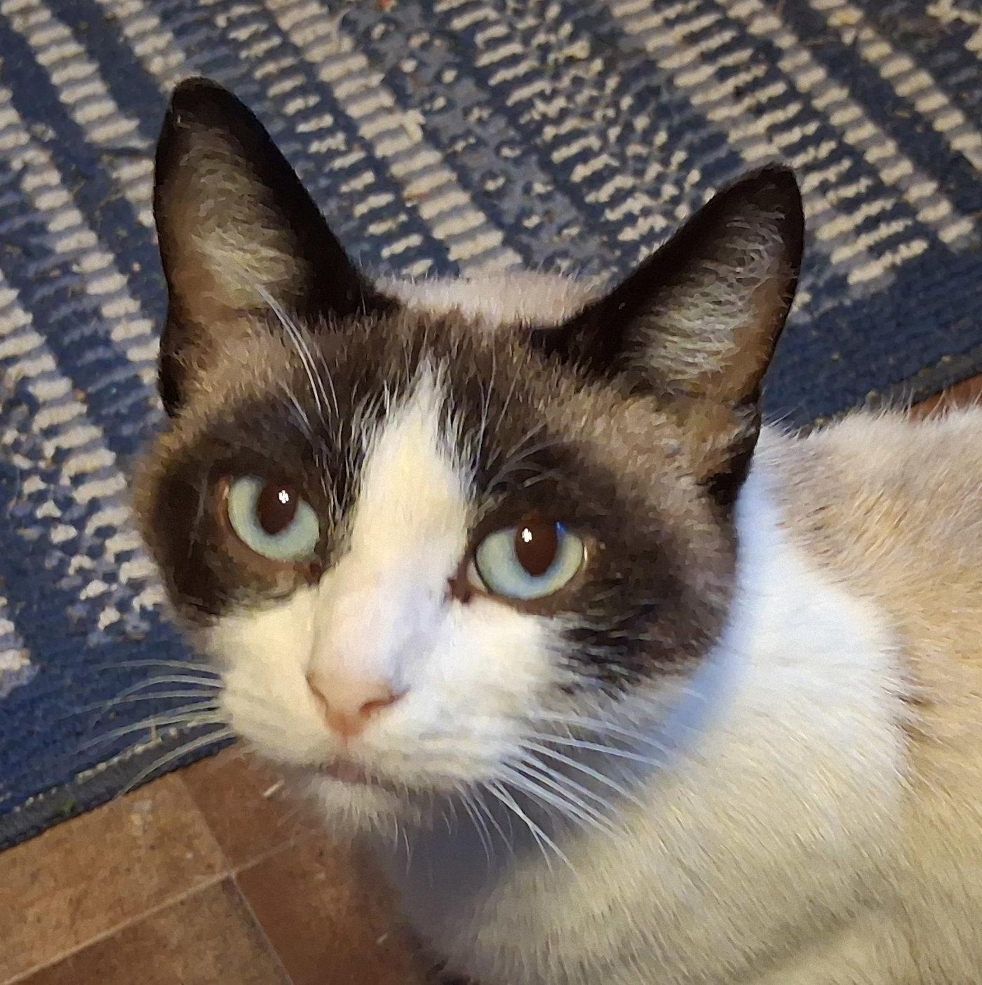Enlarge Talluliah, a Adoptable Siamese in Mcconnelsville, OH image 3/3