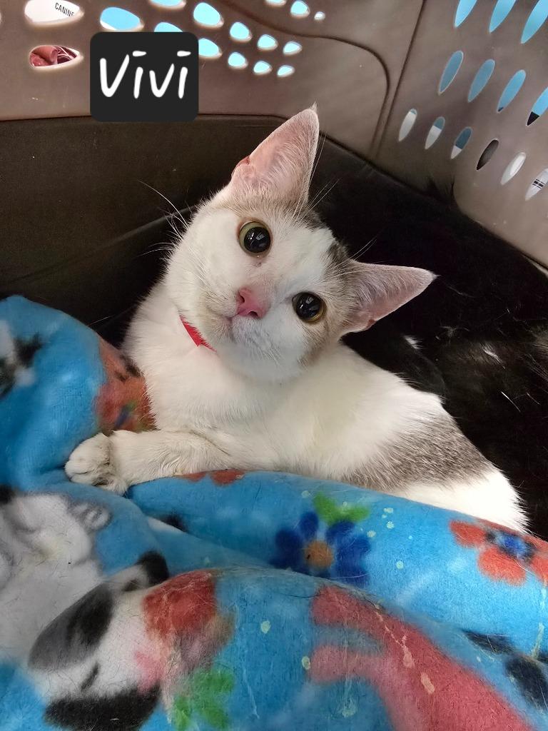 ViVi, Adoptable, Young Female Domestic Short Hair.