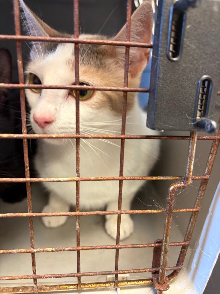 Enlarge ViVi, a Adoptable mixed breed in Maumelle, AR image 2/2