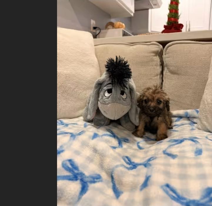 Mary Jane, ADOPTABLE, Puppy Female Shih poo.