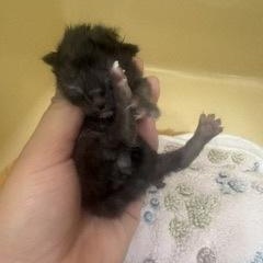 Enlarge Apple, a Adoptable Domestic Short Hair in Converse, TX image 2/2