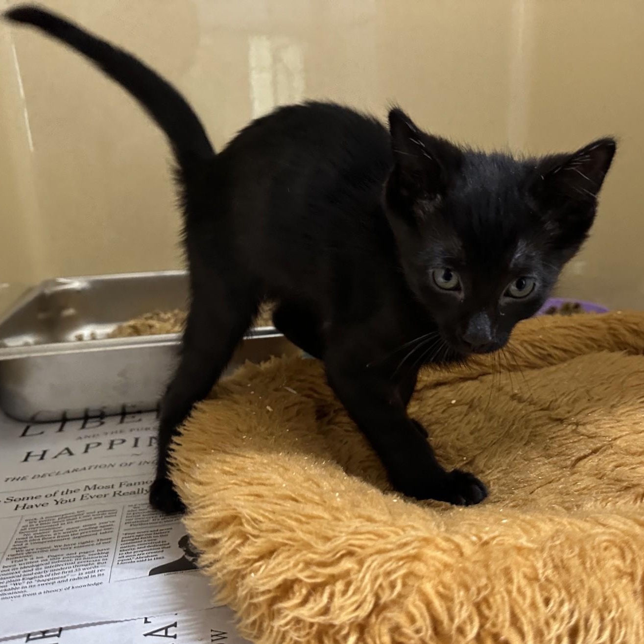 Enlarge Apple, a Adoptable Domestic Short Hair in Converse, TX image 1/2