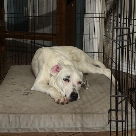 Enlarge Harpy, an adopted mixed breed in New York, NY image 2/4