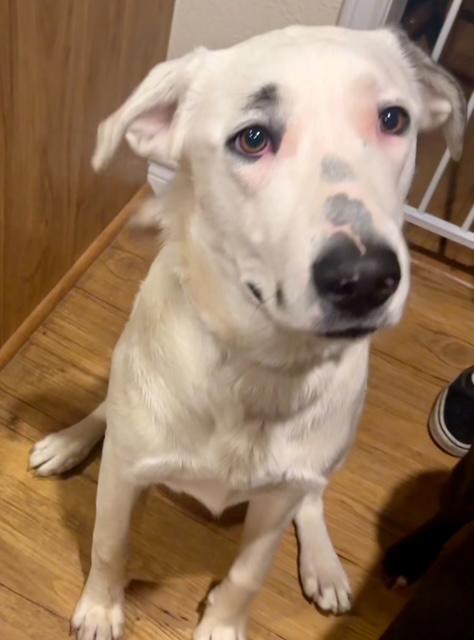 Enlarge Harpy, an adopted mixed breed in New York, NY image 3/4