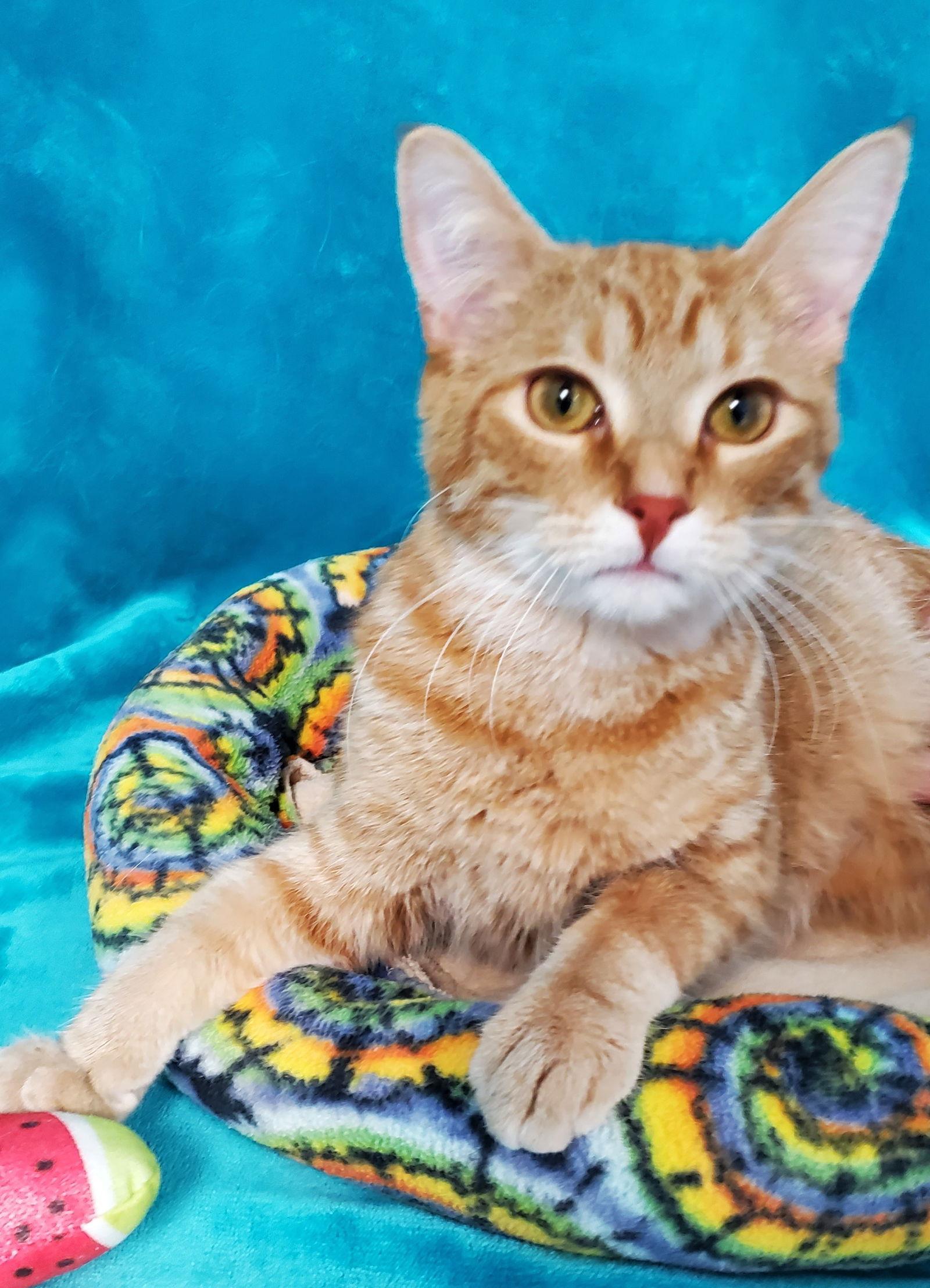 Mandarin, a Adopted Domestic Long Hair in Greenville, IL image 1/2