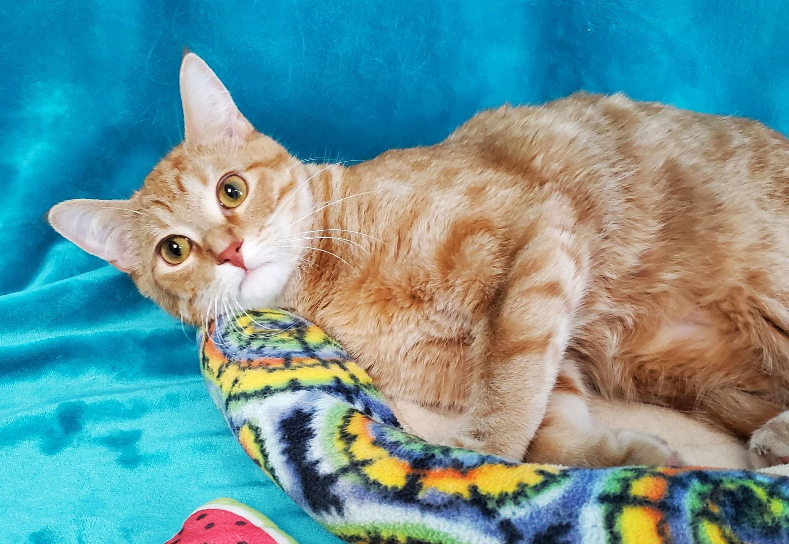 Mandarin, a Adopted Domestic Long Hair in Greenville, IL image 2/2