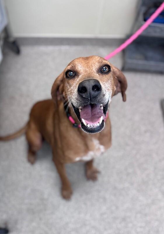 Enlarge Redd, a Adoptable mixed breed in Disputanta, VA image 1/1