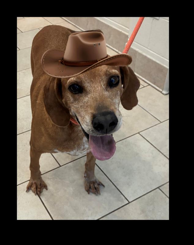 Enlarge Redd, a Adoptable mixed breed in Disputanta, VA image 2/2