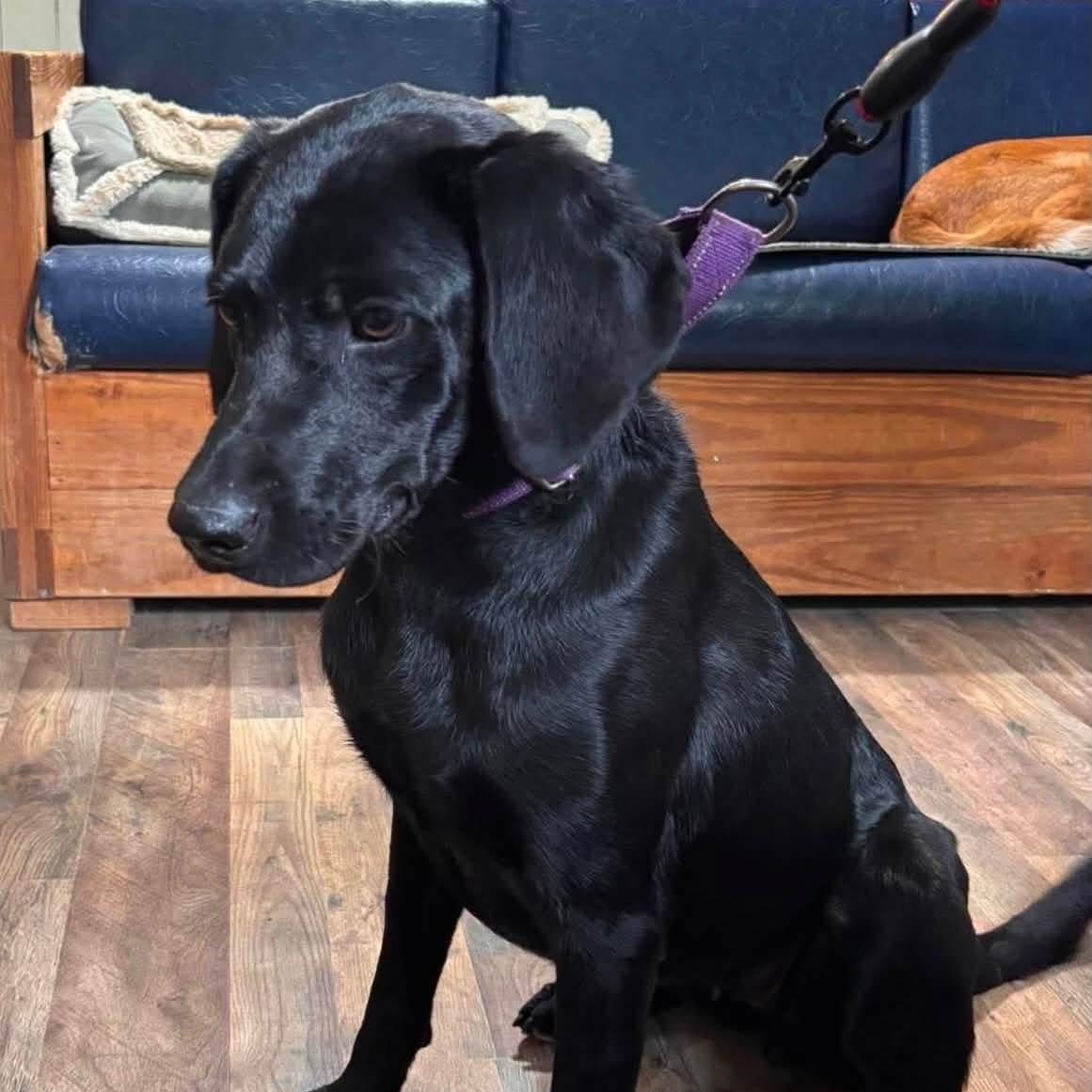 Marley, Adoptable, Young Female Black Labrador Retriever.