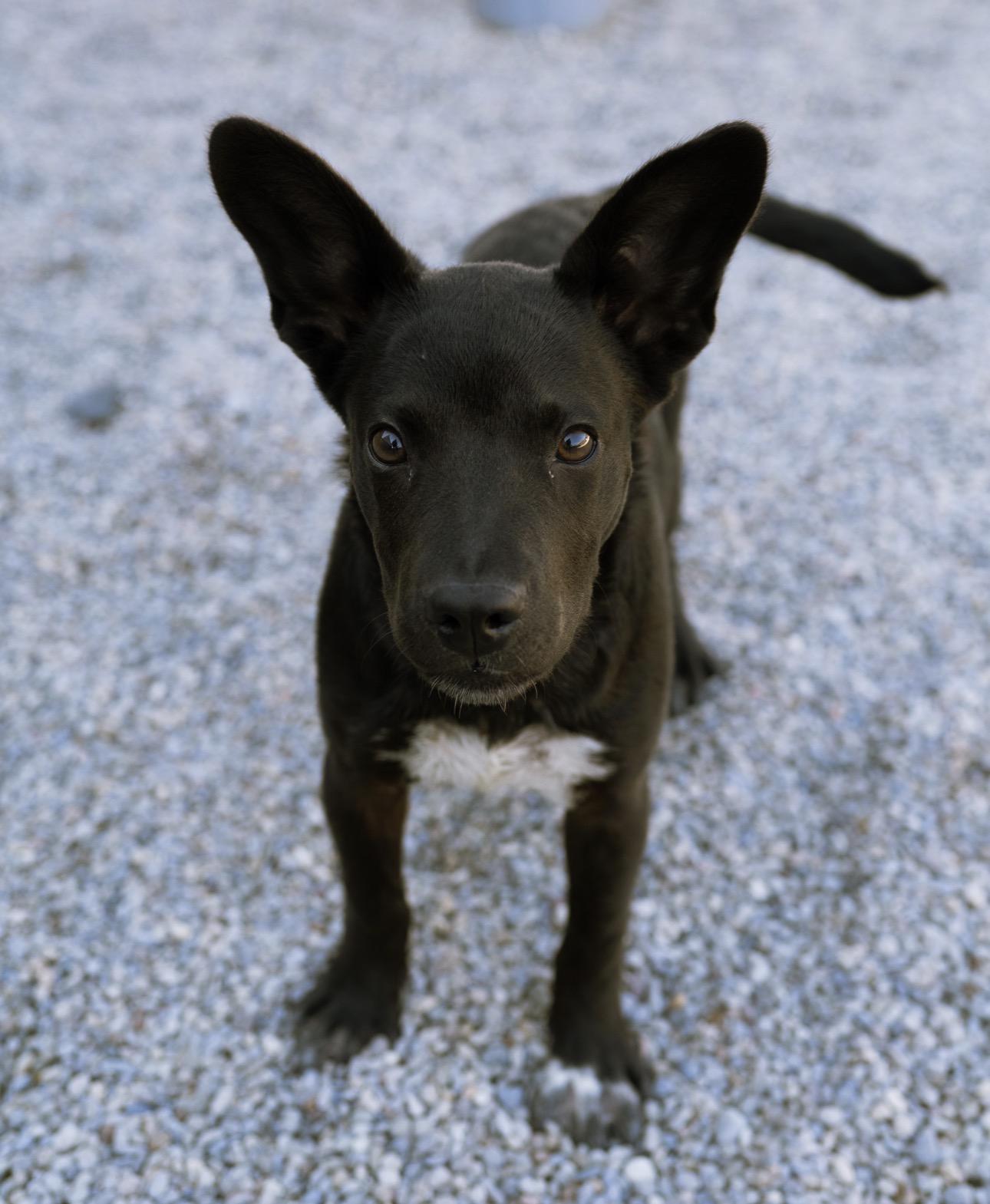 Enlarge Wookie, a Adoptable mixed breed in Cincinnati, OH image 6/6