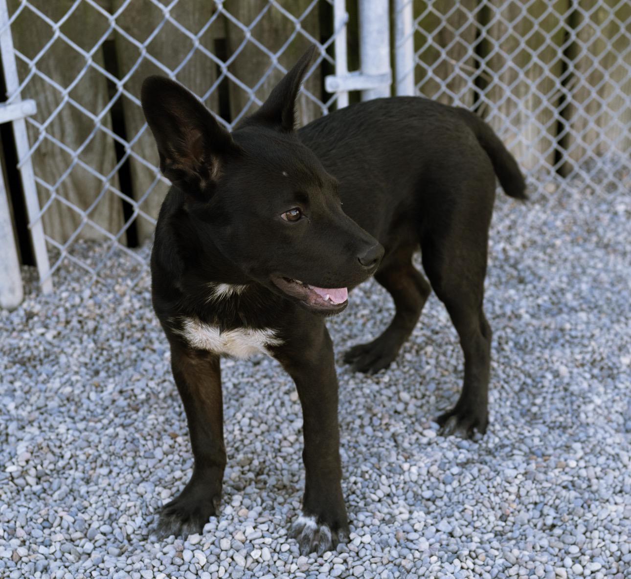 Enlarge Wookie, a Adoptable mixed breed in Cincinnati, OH image 4/6
