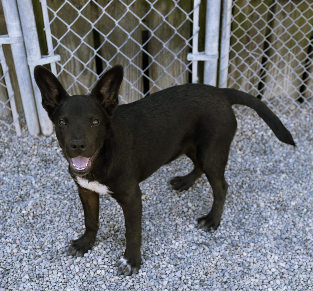 Enlarge Wookie, a Adoptable mixed breed in Cincinnati, OH image 2/6