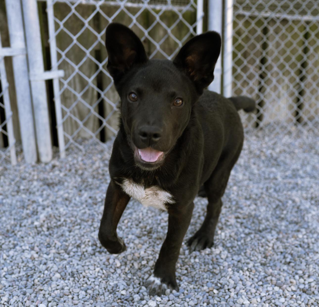 Enlarge Wookie, a Adoptable mixed breed in Cincinnati, OH image 3/6