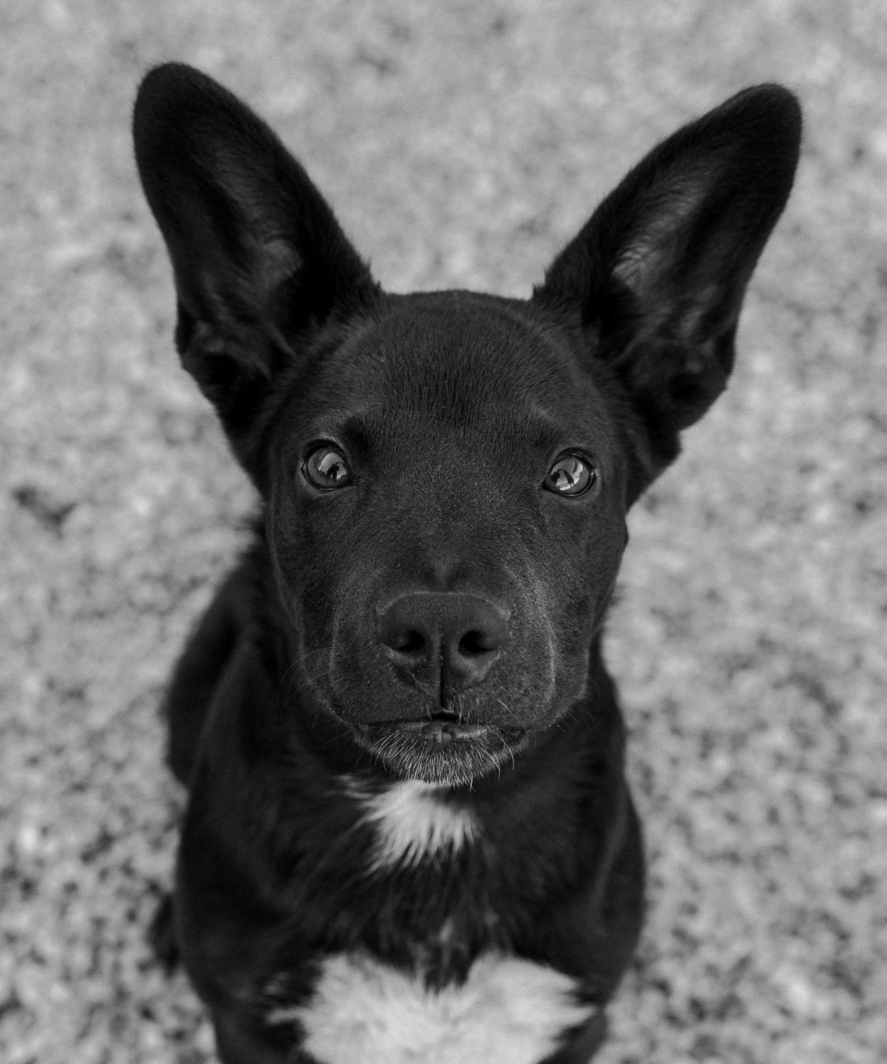 Enlarge Wookie, a Adoptable mixed breed in Cincinnati, OH image 5/6