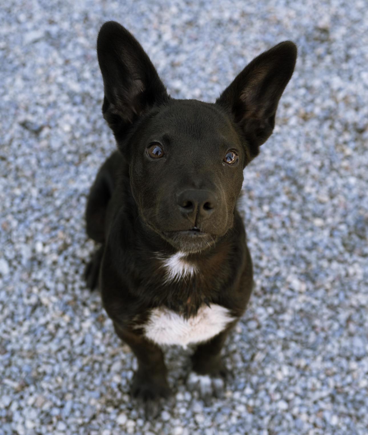 Enlarge Wookie, a Adoptable mixed breed in Cincinnati, OH image 1/6