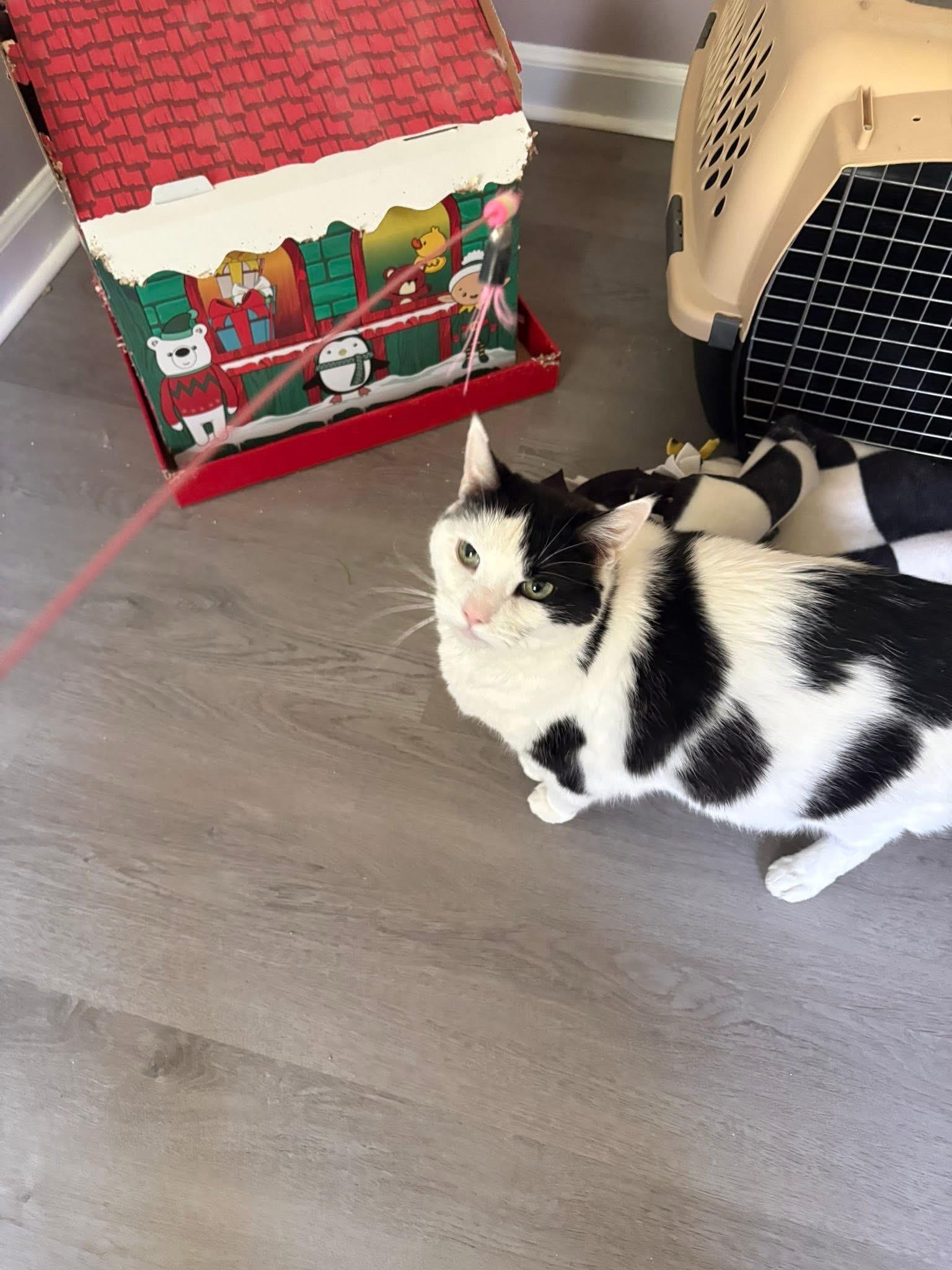 Enlarge Gidget & Pretty Girl bonded fee waived, a ADOPTABLE Domestic Short Hair in Enfield, CT image 6/6