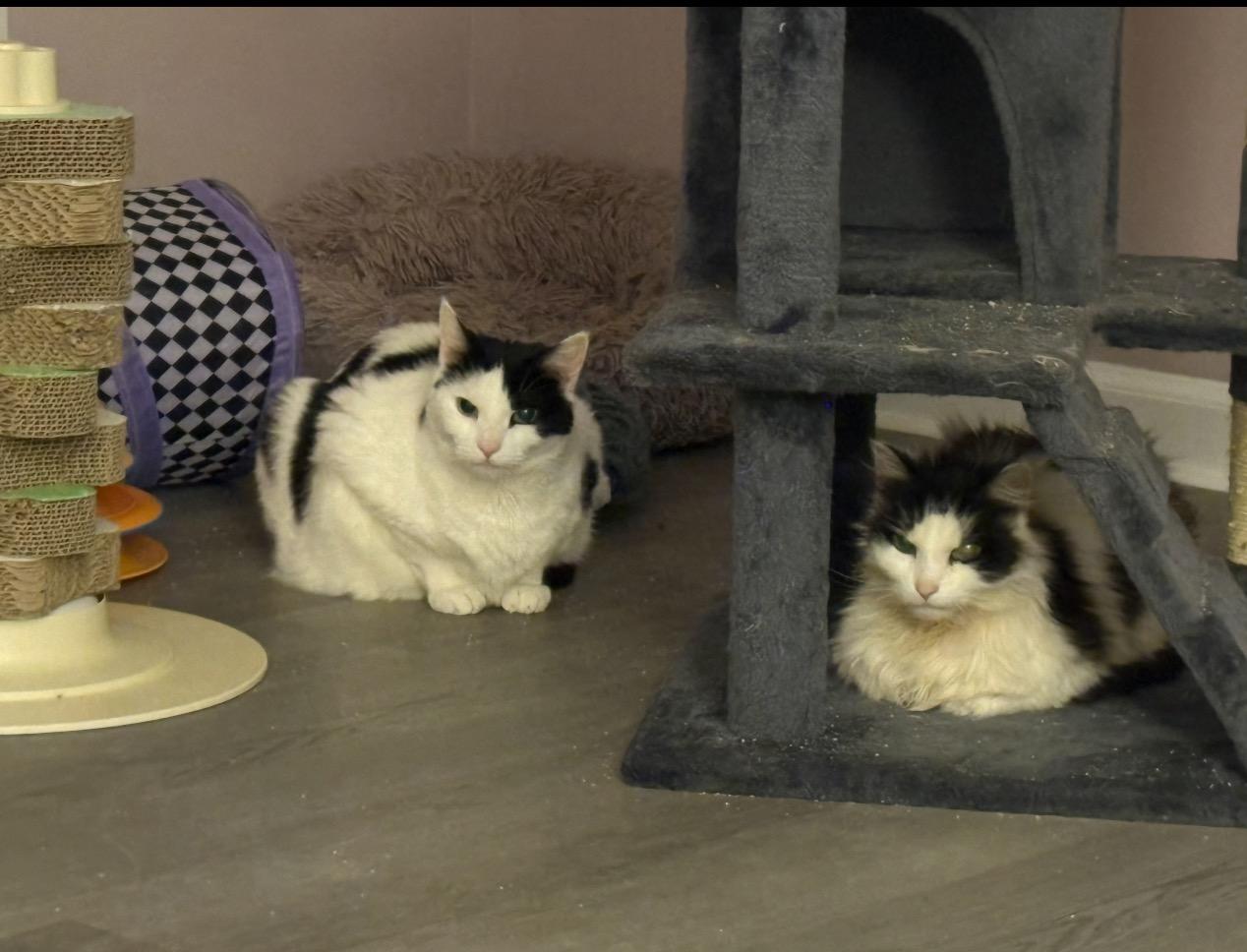 Gidget & Pretty Girl bonded , ADOPTABLE, Senior Female Domestic Short Hair.