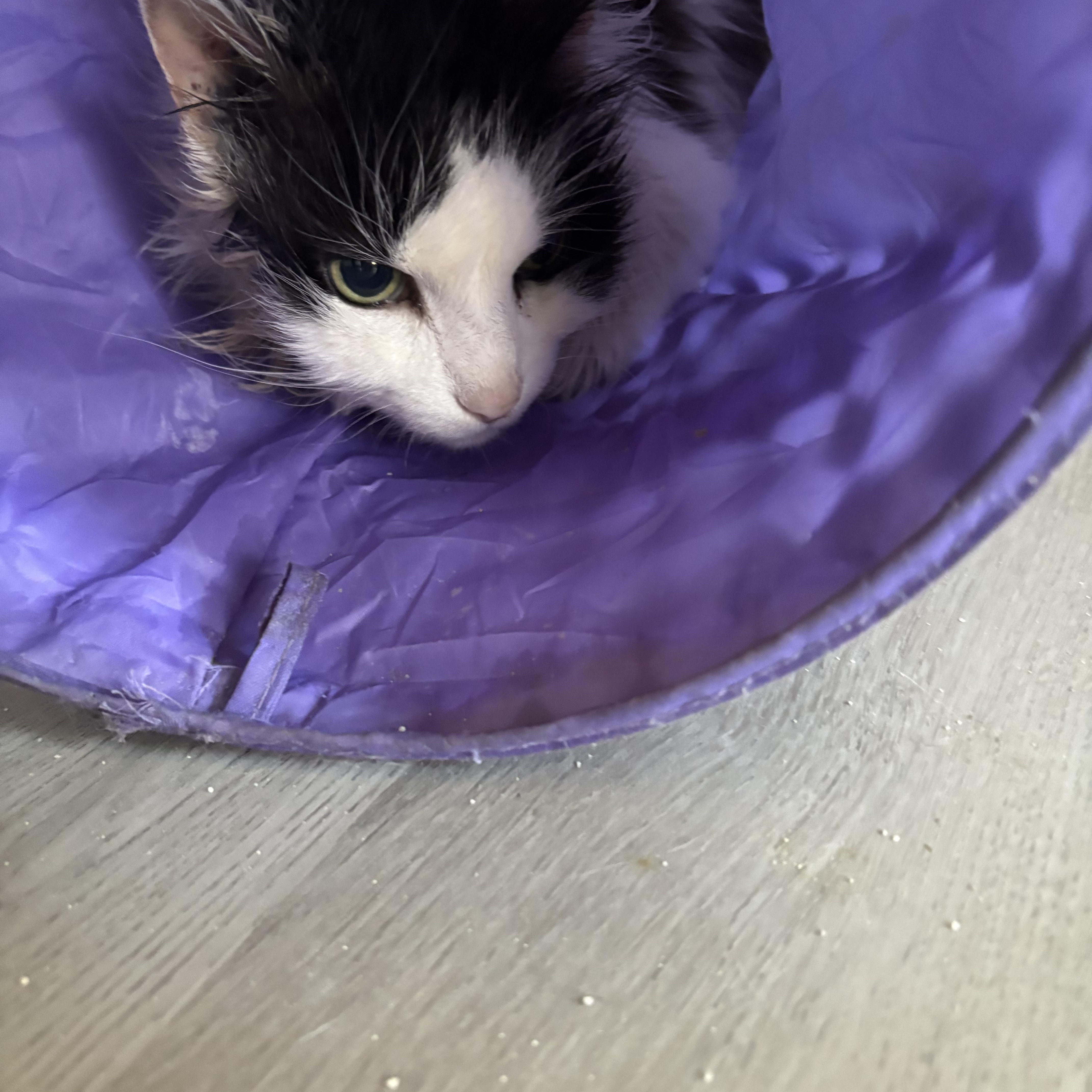Enlarge Gidget & Pretty Girl bonded , a ADOPTABLE Domestic Short Hair in Enfield, CT image 4/5