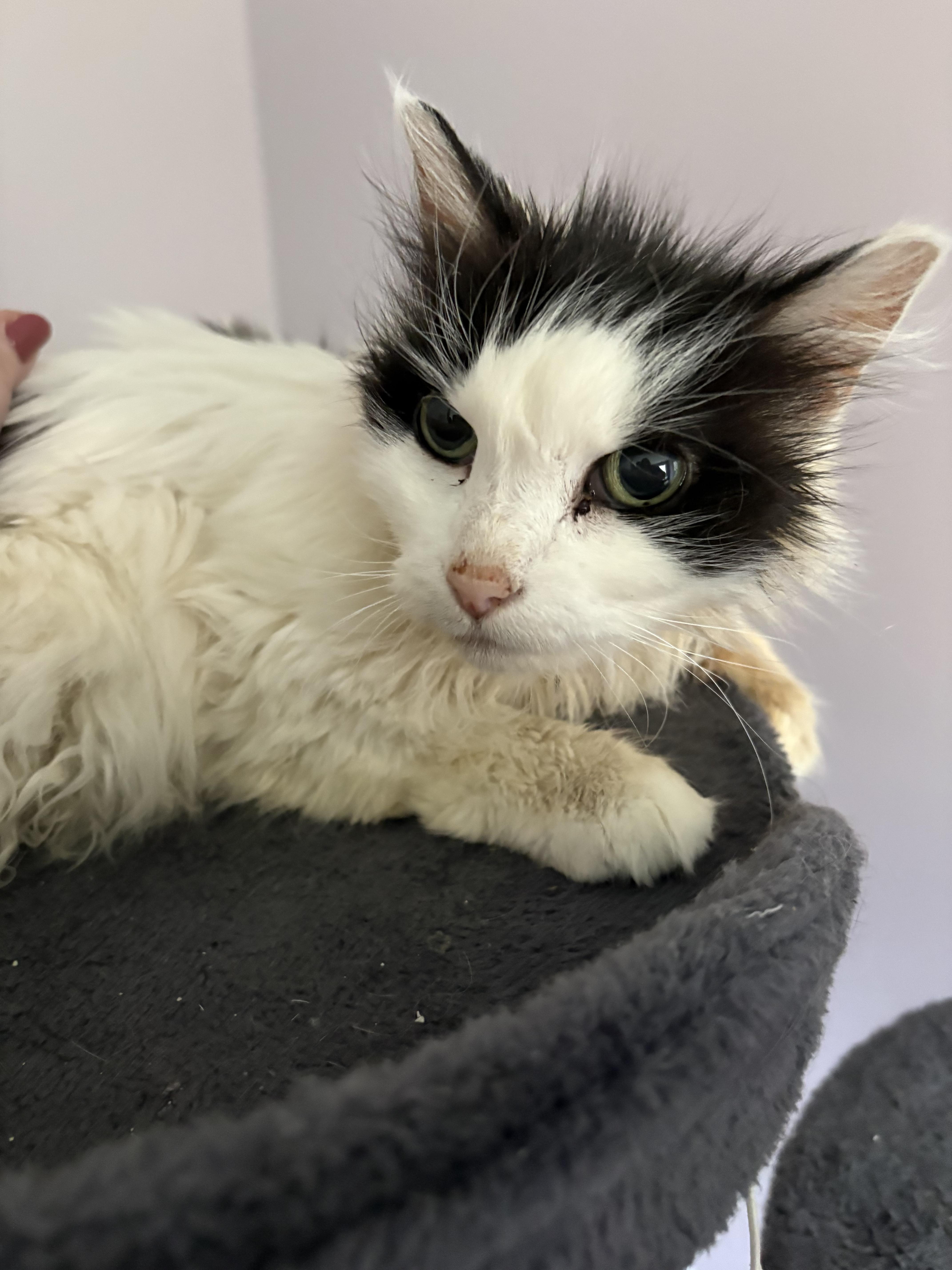 Enlarge Gidget & Pretty Girl bonded , a ADOPTABLE Domestic Short Hair in Enfield, CT image 2/5