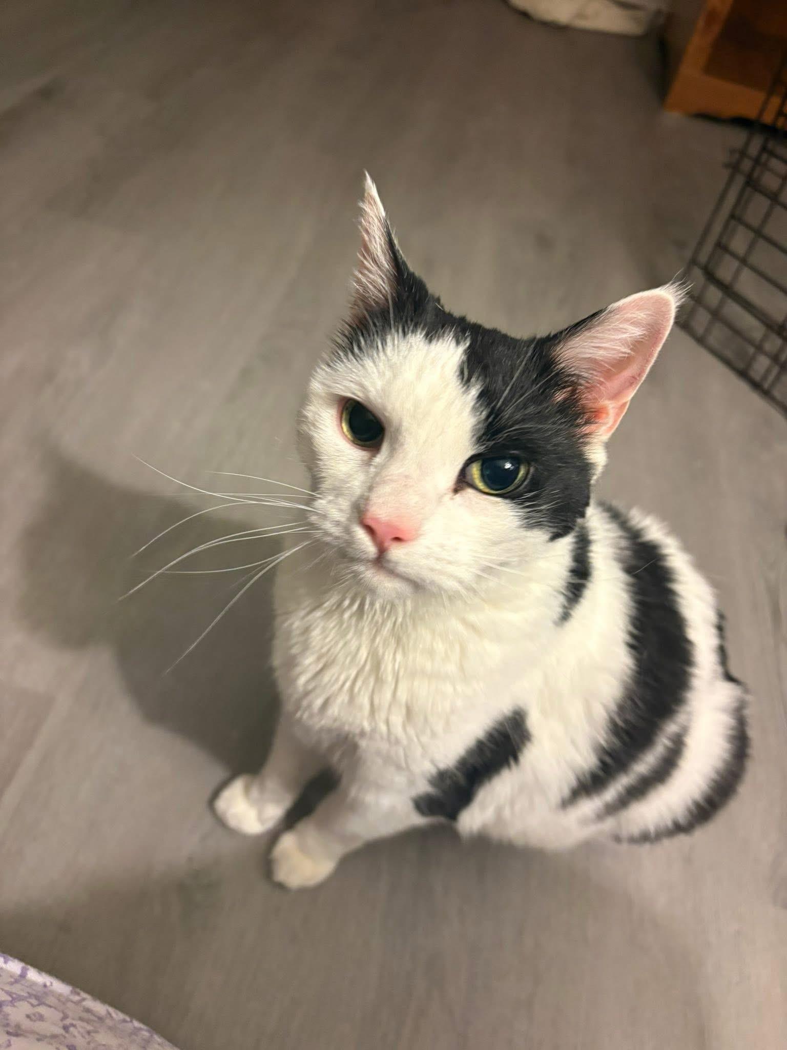 Enlarge Gidget & Pretty Girl bonded fee waived, a ADOPTABLE Domestic Short Hair in Enfield, CT image 4/6