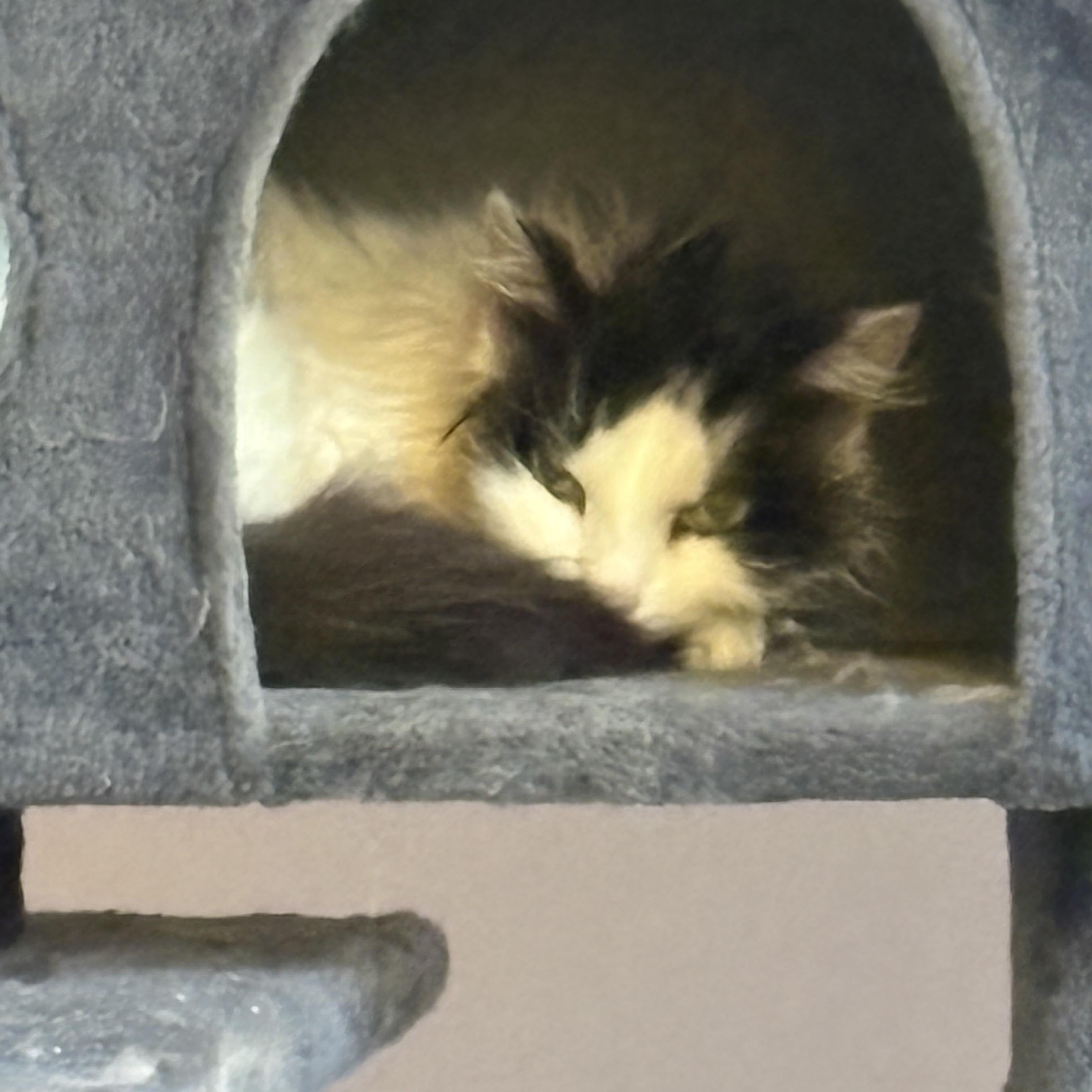Enlarge Gidget & Pretty Girl bonded , a ADOPTABLE Domestic Short Hair in Enfield, CT image 5/5
