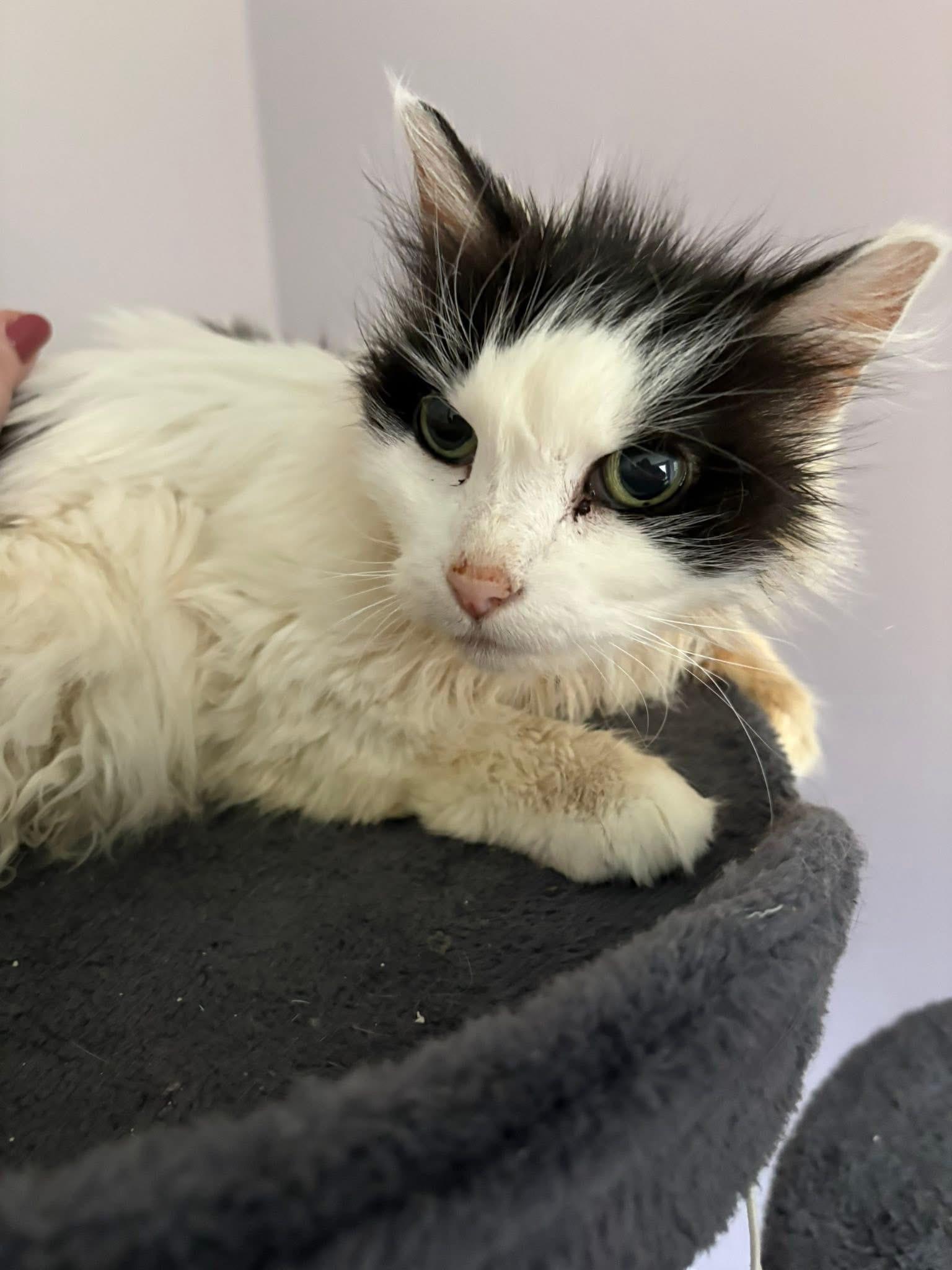 Enlarge Gidget & Pretty Girl bonded fee waived, a ADOPTABLE Domestic Short Hair in Enfield, CT image 3/6