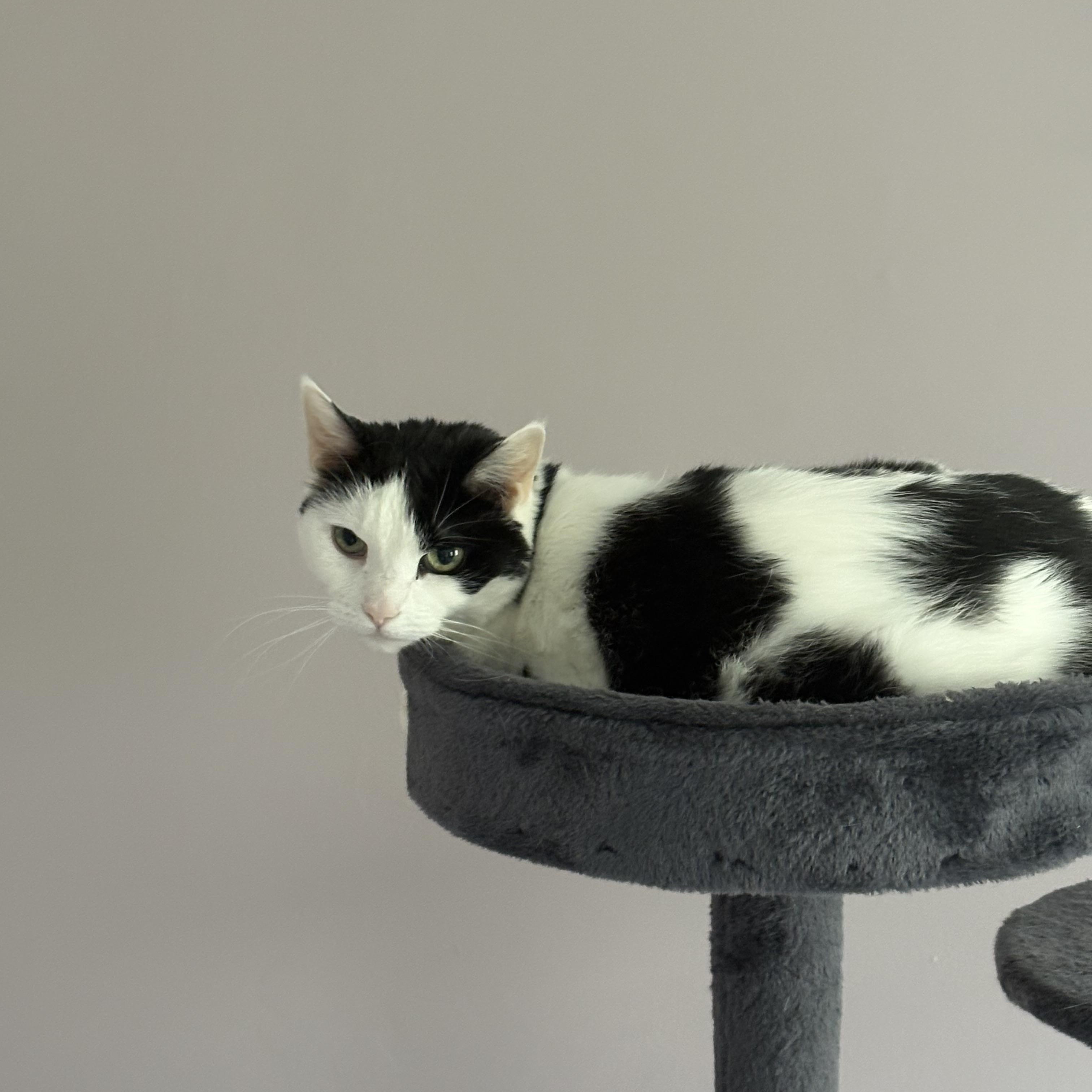 Enlarge Gidget & Pretty Girl bonded , a ADOPTABLE Domestic Short Hair in Enfield, CT image 3/5