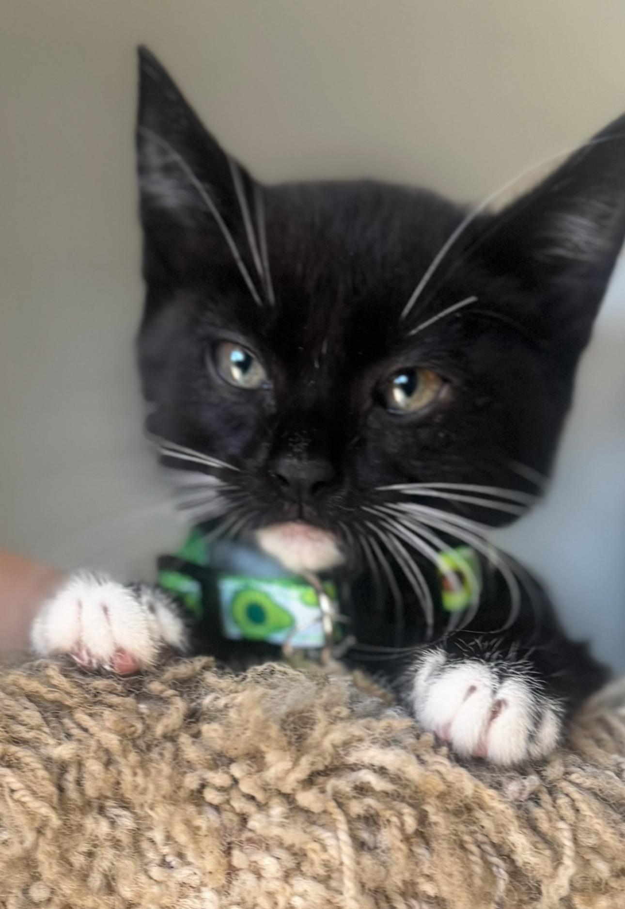 Socks, Young Female Tuxedo