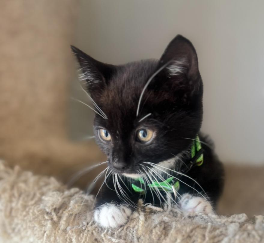 Socks photo 2