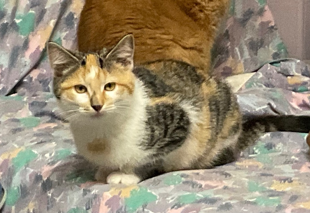 Enlarge Trivia, a Adoptable mixed breed image 1/1