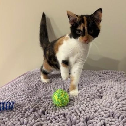 Ariel, Adopted, Kitten Female Domestic Short Hair.