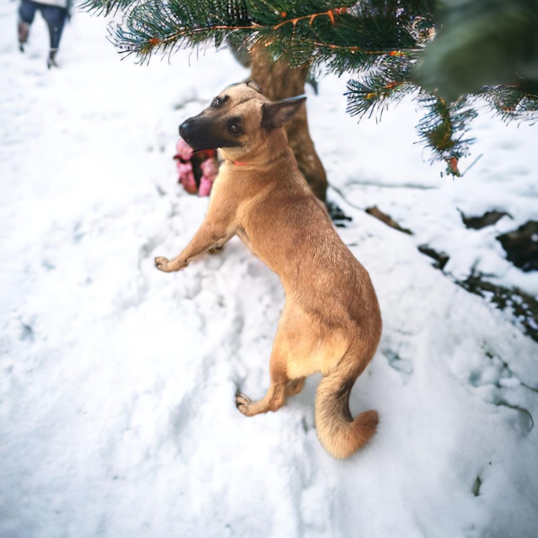 Renata, Adopted, Young Female Belgian Shepherd / Malinois.