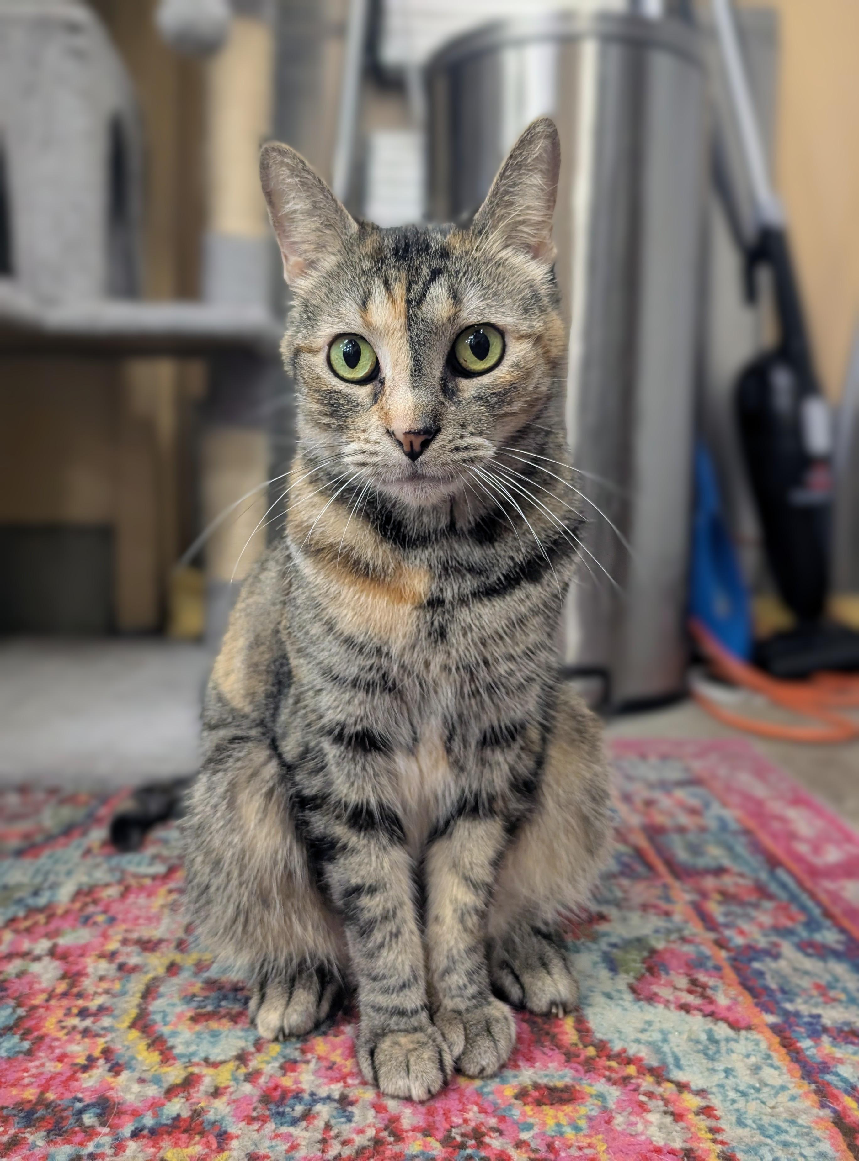 Enlarge Alicia, a Adoptable Domestic Short Hair in Clearwater, FL image 1/4