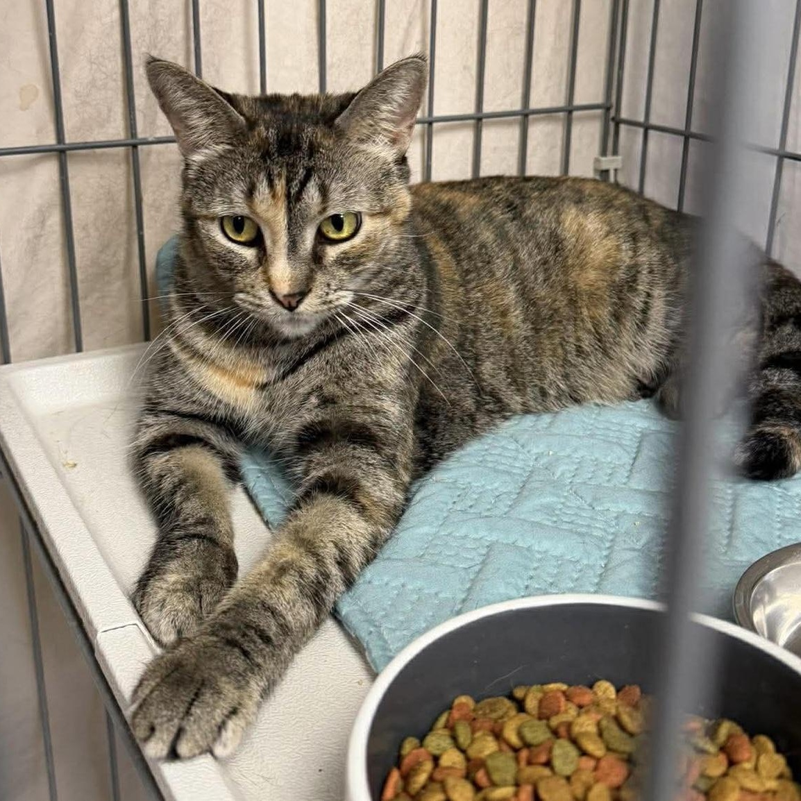 Enlarge Alicia, a Adoptable Domestic Short Hair in Clearwater, FL image 2/4