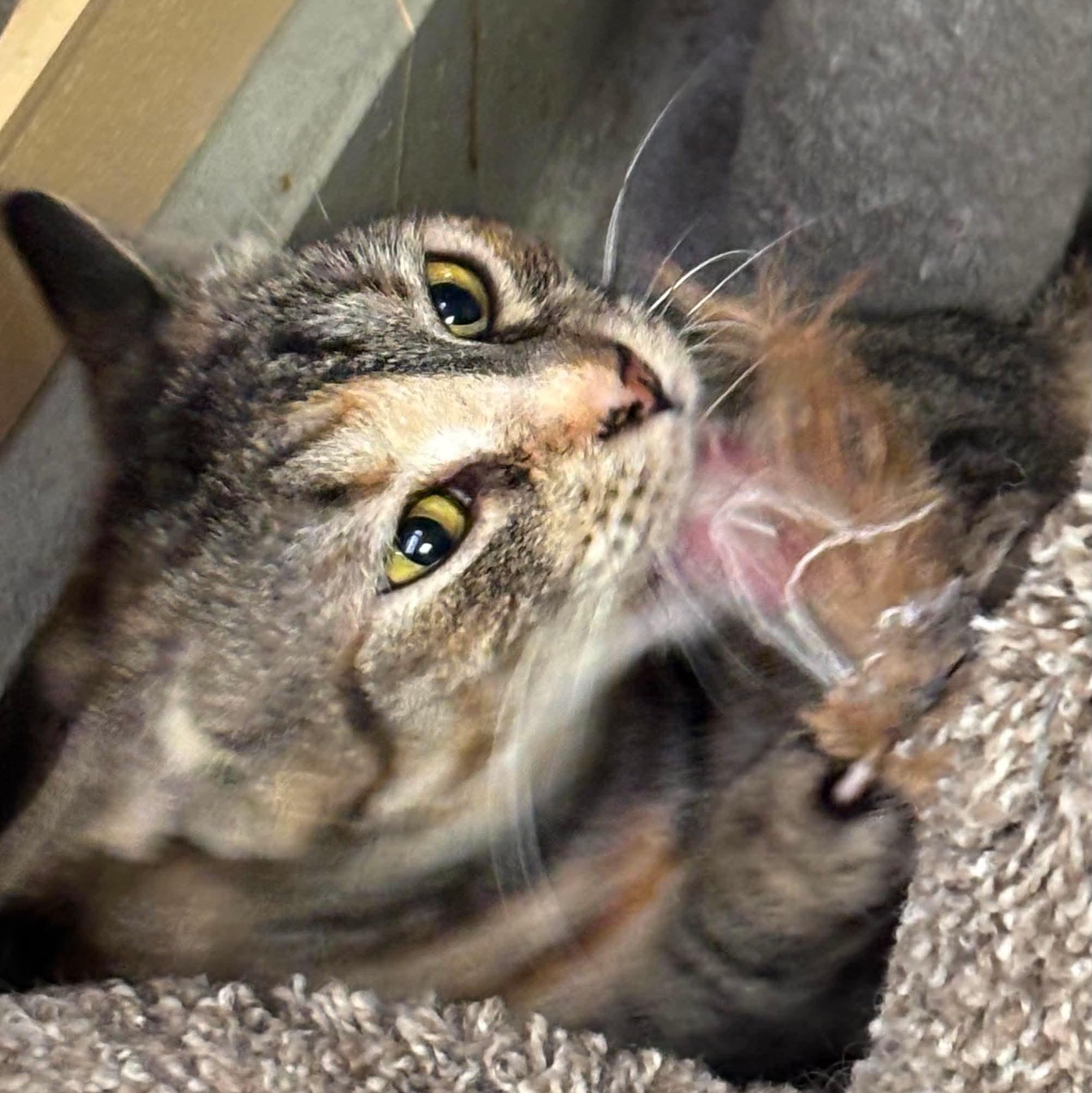 Enlarge Alicia, a Adoptable Domestic Short Hair in Clearwater, FL image 4/4