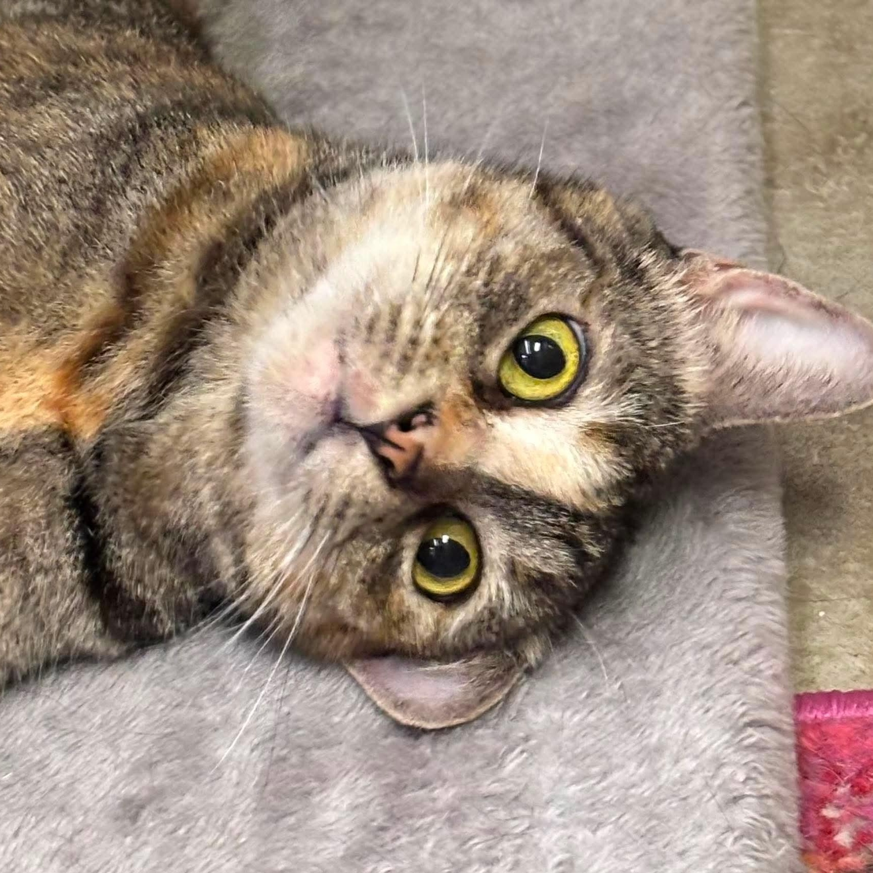 Enlarge Alicia, a Adoptable Domestic Short Hair in Clearwater, FL image 3/4