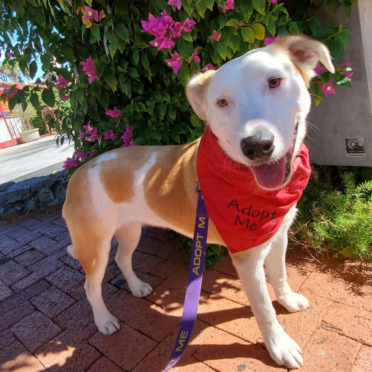 Enlarge George, a Adoptable mixed breed in San Jose, CA image 1/6