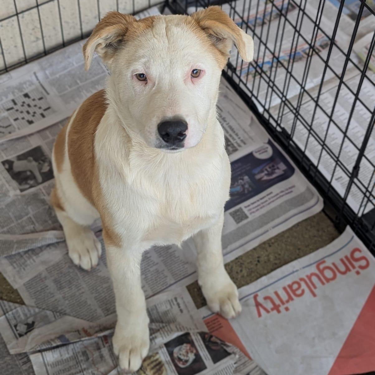 George, Adoptable, Young Male Australian Shepherd & Pit Bull Terrier.