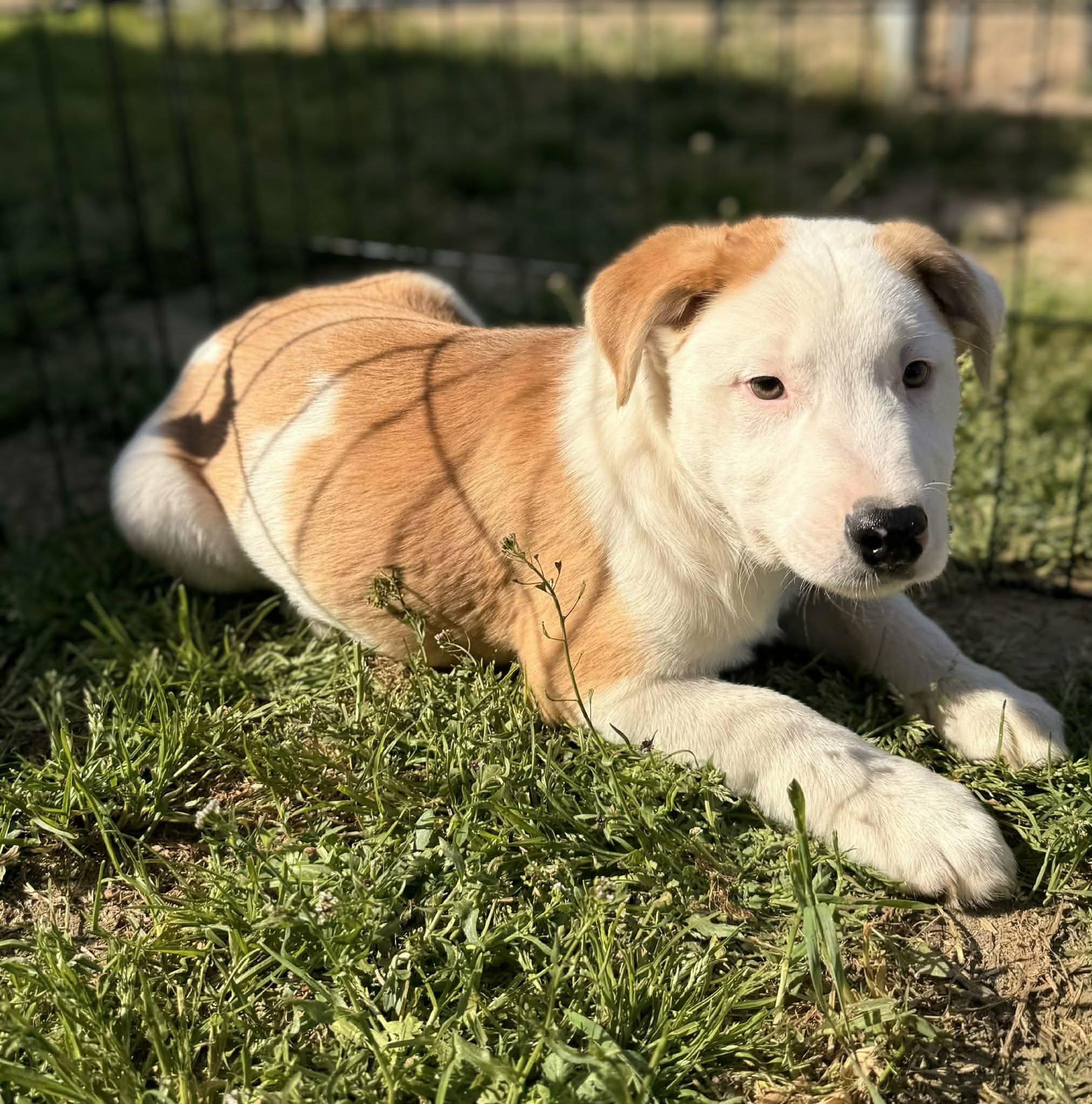 Enlarge George, a Adoptable mixed breed in San Jose, CA image 3/3