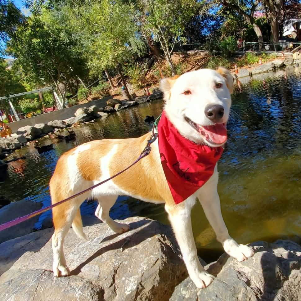 Enlarge George, a Adoptable mixed breed in San Jose, CA image 2/6