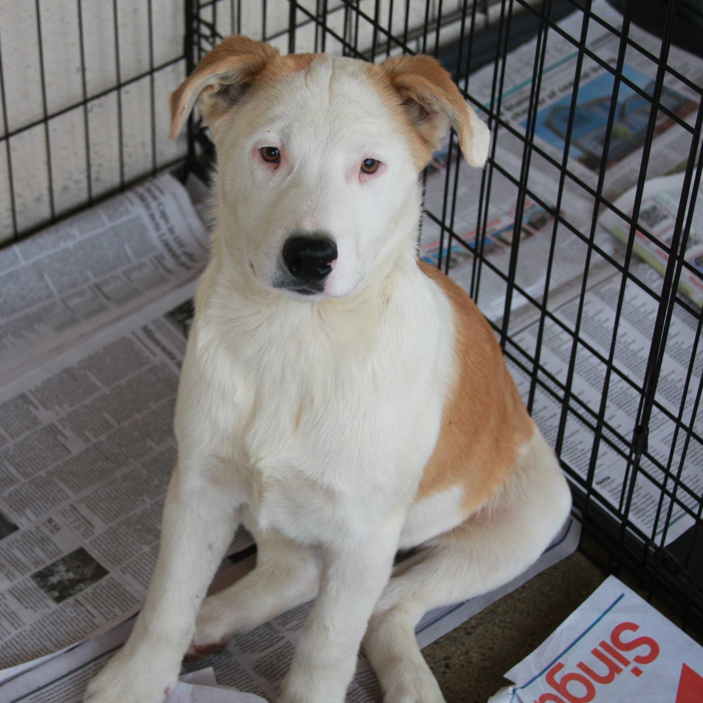 Enlarge George, a Adoptable mixed breed in San Jose, CA image 2/3